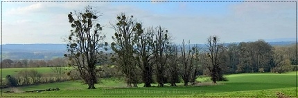 Avenue of Trees that have survived - Cricket Malherbie.