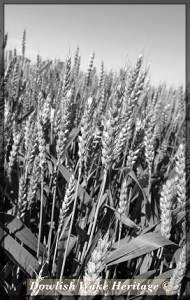 Unripe Wheat Stalk-Wiltshire 2021