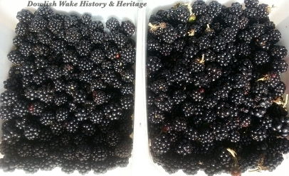 Blackberries