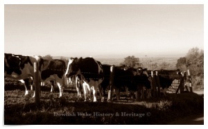 Dairy Cattle Nov 2007