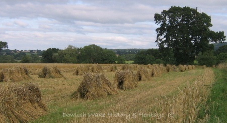 Corn for Thatching 