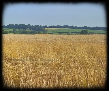Crop of Wheat In August Sunshine