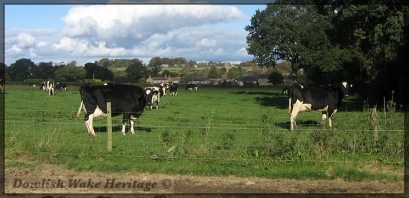 Dairy Farming in Dowlish Wake