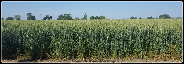 Edge of crop in field - Wiltshire - 2021