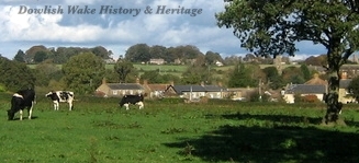 South of the Village - Dairy Cows in Field.
