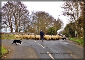 Sheep being driven up Moolham Lane from Dowlish Wake in January-2010