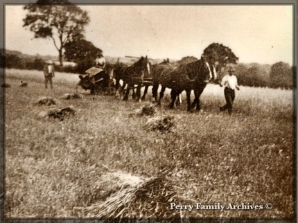 Horse drawn binder from Perrys Archive Photos- date unknown