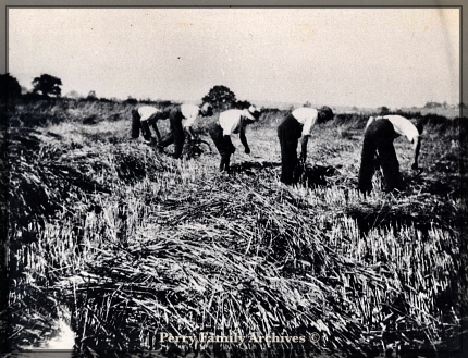 Perry Family photograph 5 men harvesting