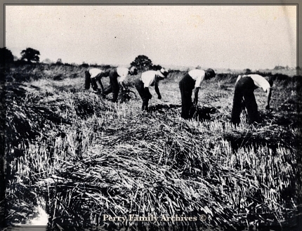 Harvesting - Perrys Archives