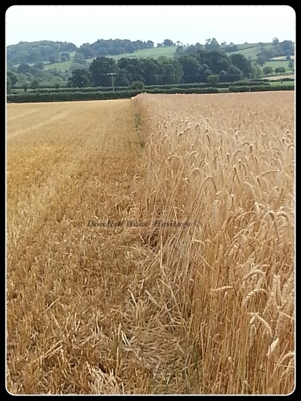 Barley Harvest in July 2017 - Dowlish Wake