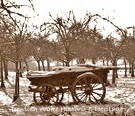 Original local made wagon in orchard Dowlish Wake