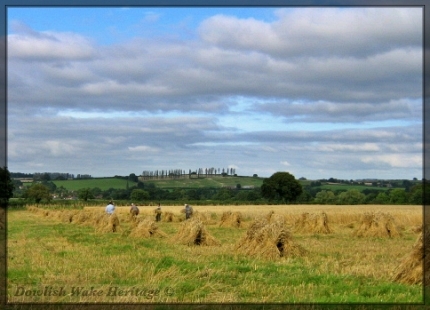 Workers gathering sheaves of cut grain to make stocks-Dowlish Wake 2008